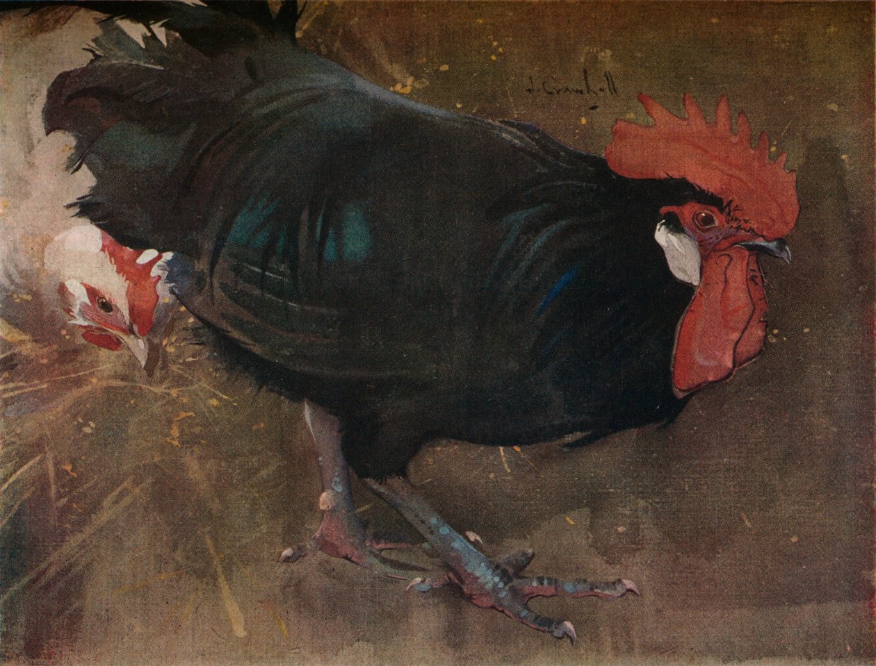 The Black Cock، c1894 بواسطة جوزيف كوراهول