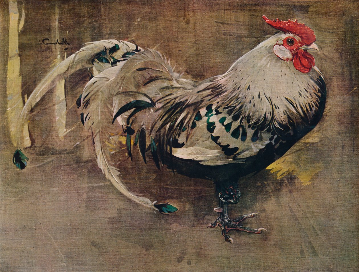 الديك اللامع 1903 1935 بواسطة جوزيف كوراهول