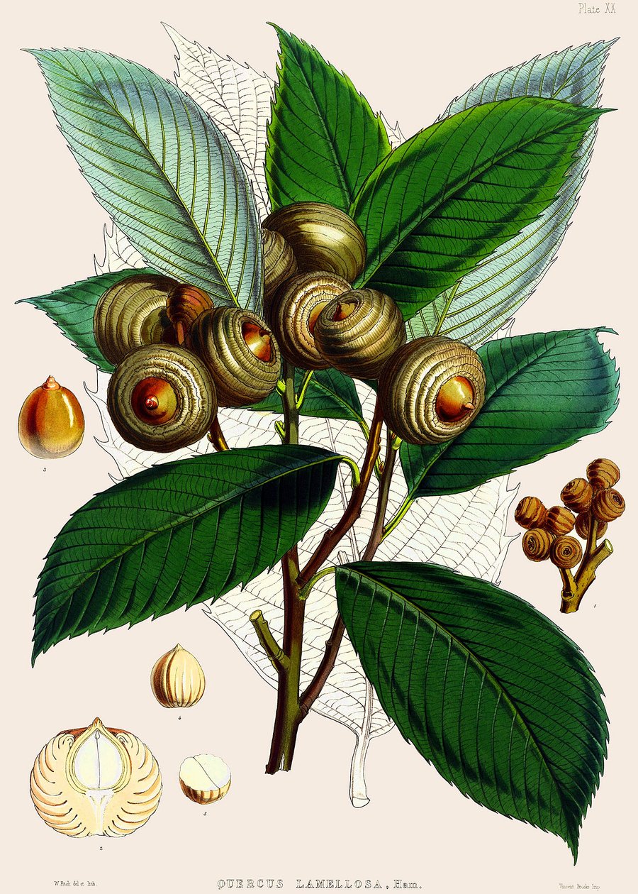 Quercus lamellosa ، 1890 بواسطة جوزيف دالتون هوكر