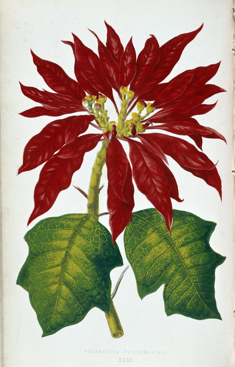 زهرة وأوراق Poinsettia Pulcherrima. لوح نباتي في "" نباتات ذات أوراق شجر ملونة. مجموعة من أكثر الأنواع روعة المستخدمة لتزيين الحدائق والصوبات والشقق ، من قبل إدوارد جوزيف لوي و دبليو هوارد ، أعضاء من لندن هورت بواسطة جوزيف إدوارد و هوارد دبليو لوي