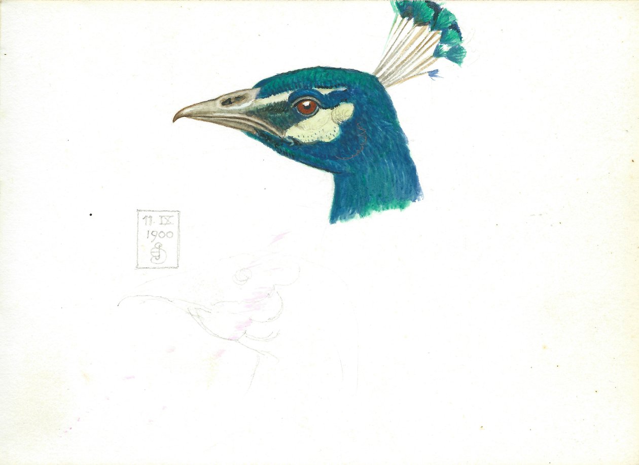 رأس طاووس ، 11 IX ، 1900 (قلم رصاص وقلم وحبر ومرحاض على ورق) بواسطة جوزيف إدوارد سوثال