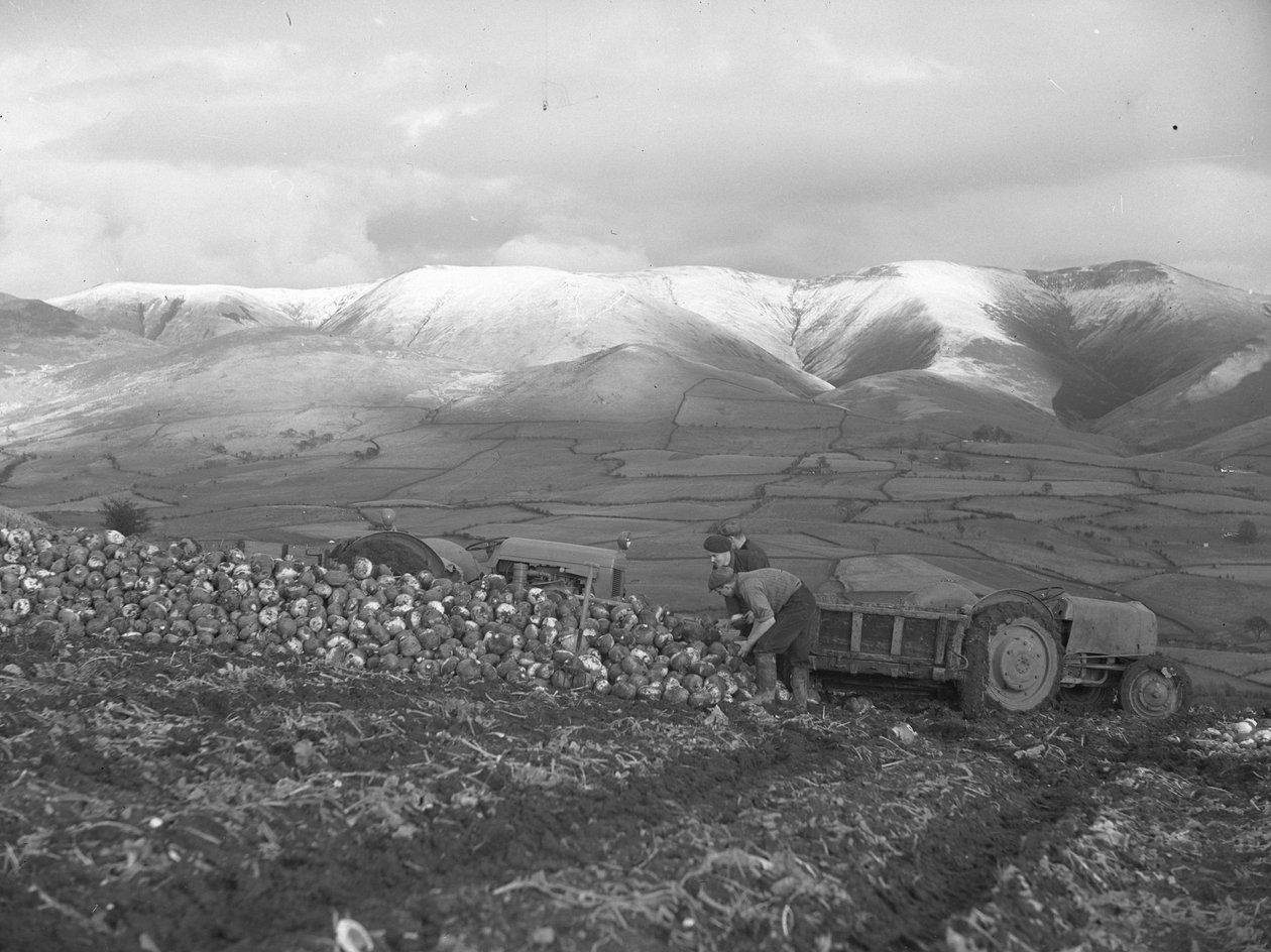  بواسطة جوزيف هاردمان