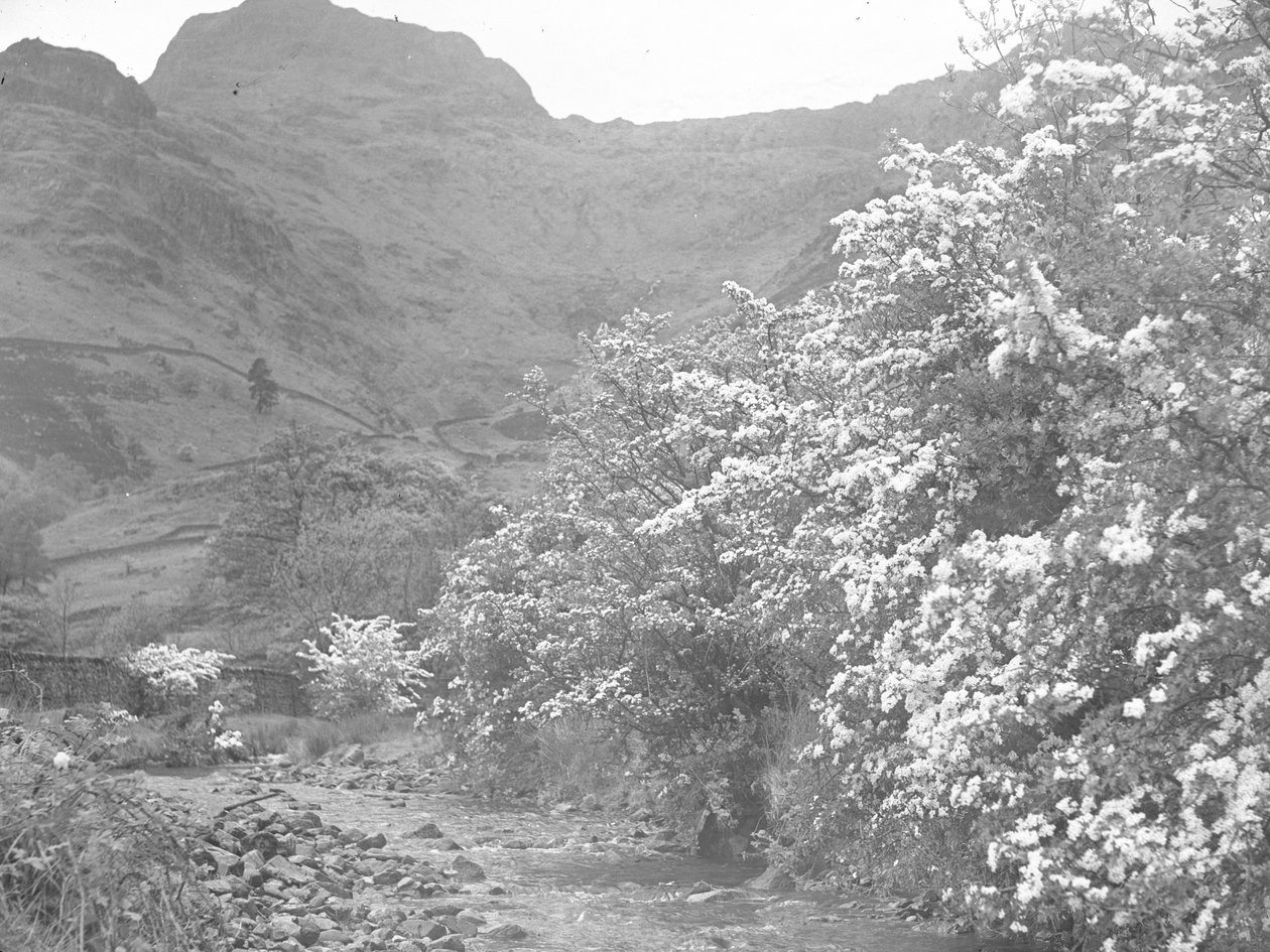  بواسطة جوزيف هاردمان