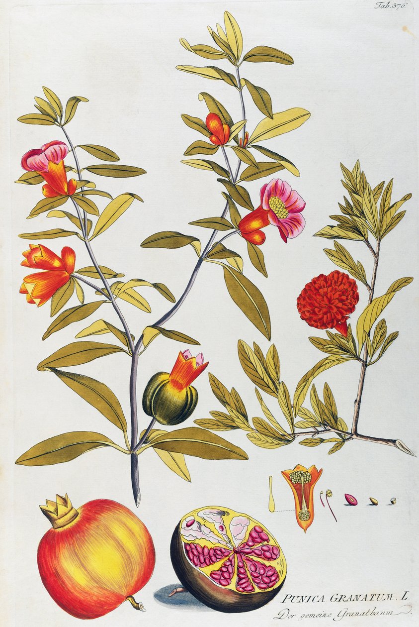 Pomegranate (Punica granatum) by Joseph Jacob von Plenck (1735-1807), from Icones plantarum medicinalium, Vienna بواسطة جوزيف يعقوب بلينك