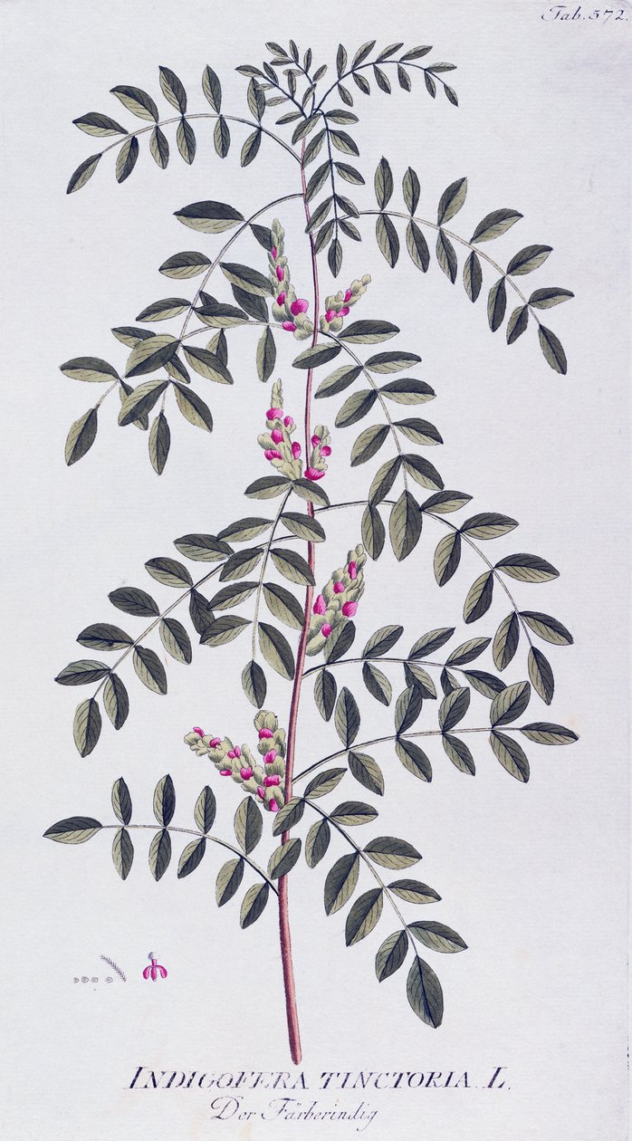 True indigo (Indigofera tinctoria) by Joseph Jacob von Plenck (1735-1807), from Icones plantarum medicinalium, Vienna بواسطة جوزيف يعقوب بلينك