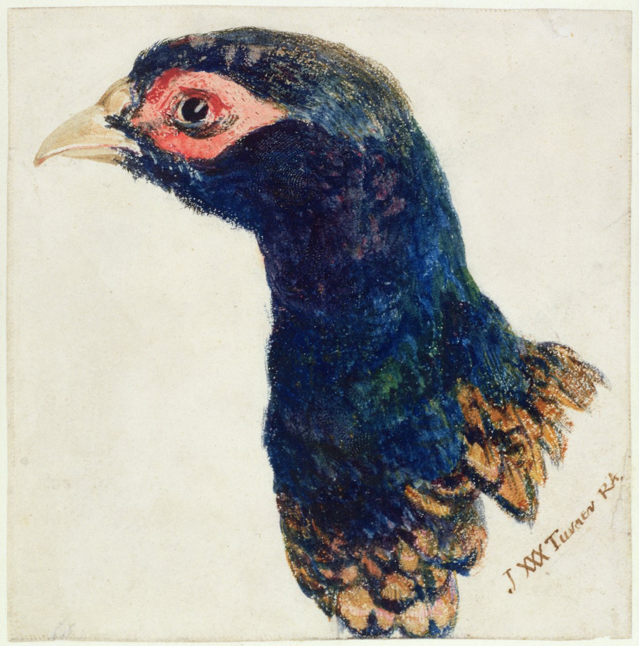 Cock Pheasant، The Farnley Book of Birds، c 1816 (قلم حبر وألوان مائية على ورق) بواسطة جوزيف مالورد وليام تورنر