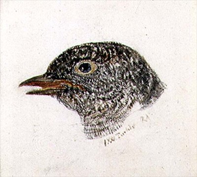 الوقواق ، من كتاب Farnley Book of Birds ، حوالي عام 1816 (قلم رصاص وألوان مائية على ورق) بواسطة جوزيف مالورد وليام تورنر