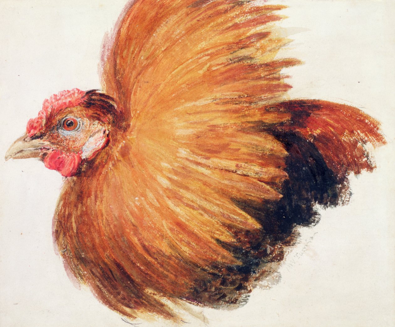 Game-Cock ، من كتاب Farnley Book of Birds ، حوالي 1816 بواسطة جوزيف مالورد وليام تورنر