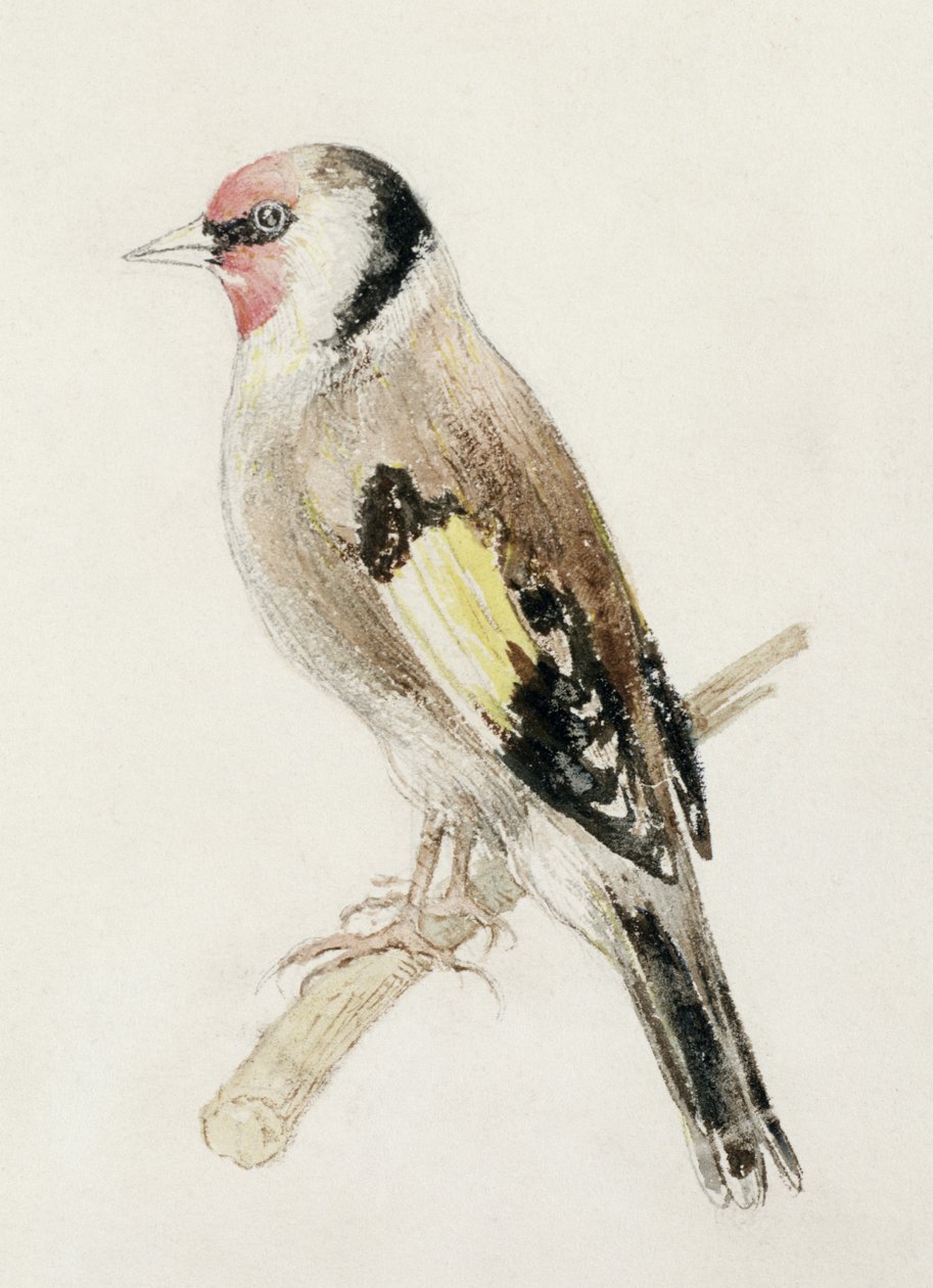 Goldfinch, from The Farnley Book of Birds, c.1816 (pencil and watercolor on paper) بواسطة جوزيف مالورد وليام تورنر