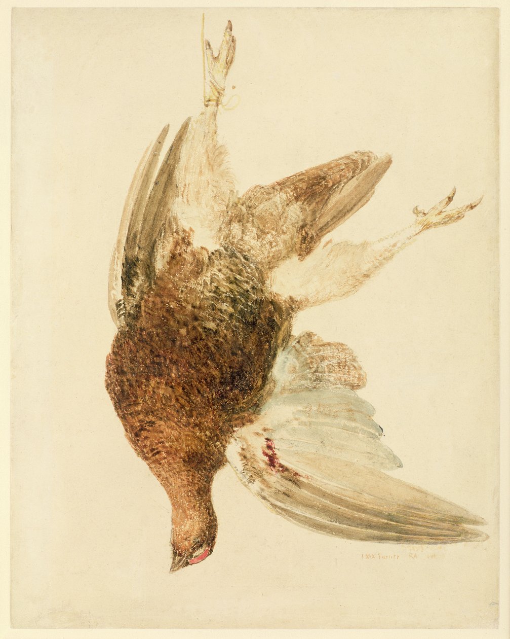 طيهوج ، من كتاب الطيور الفارنلي ، حوالي عام 1816 (قلم رصاص وألوان مائية على ورق) بواسطة جوزيف مالورد وليام تورنر