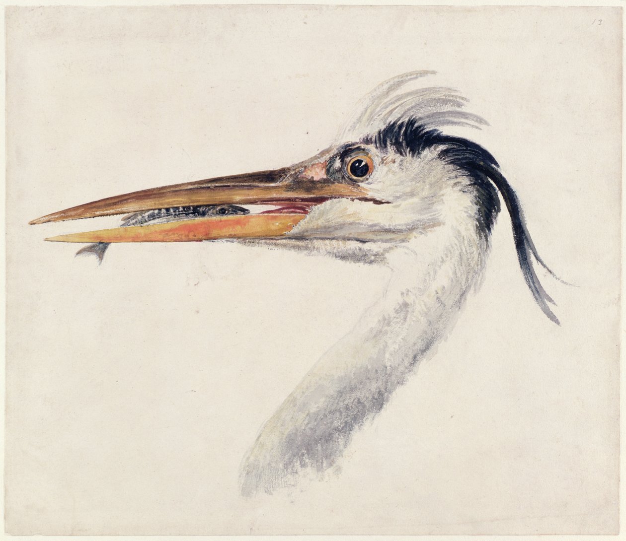 مالك الحزين ، من كتاب Farnley Book of Birds ، حوالي عام 1816 (قلم وحبر وألوان مائية على ورق) بواسطة جوزيف مالورد وليام تورنر