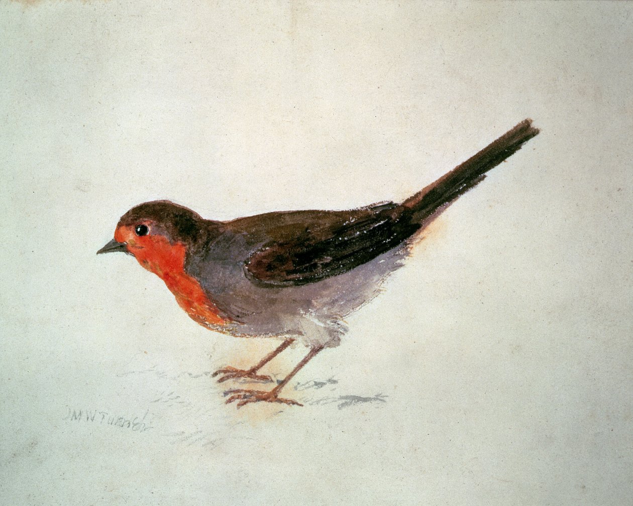 روبن ، من كتاب فارنلي للطيور ، حوالي عام 1816 (قلم رصاص وألوان مائية على ورق) بواسطة جوزيف مالورد وليام تورنر