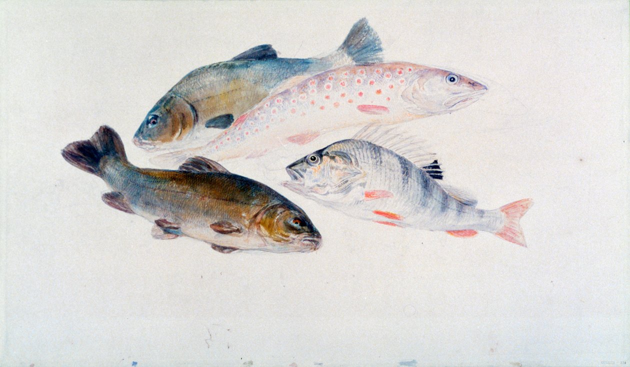 دراسة الأسماك: خندقان ، سمك السلمون المرقط والجثم ، c1822-1824. بواسطة جوزيف مالورد وليام تورنر