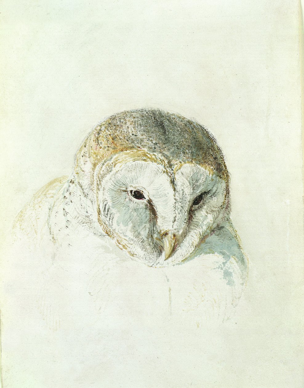 بومة الحظيرة البيضاء ، من كتاب فارنلي للطيور ، حوالي عام 1816 (قلم رصاص وألوان مائية على ورق) بواسطة جوزيف مالورد وليام تورنر