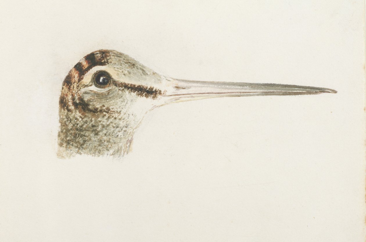 Woodcock, from The Farnley Book of Birds, c.1816 (pencil and watercolor on paper) بواسطة جوزيف مالورد وليام تورنر