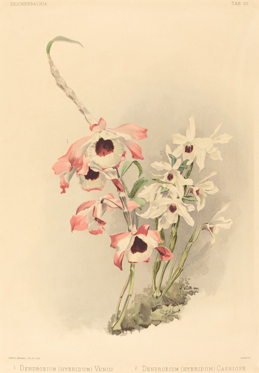 Dendrobium Hybridium Venus و Dendrobium Hybridium Cassiope. بواسطة جوزيف مانسيل