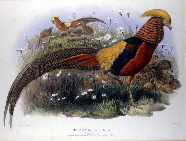 Thaumalea picta (الدراج الذهبي) نقش بواسطة M. & N. Hanhart بواسطة جوزيف وسميث جيه وولف