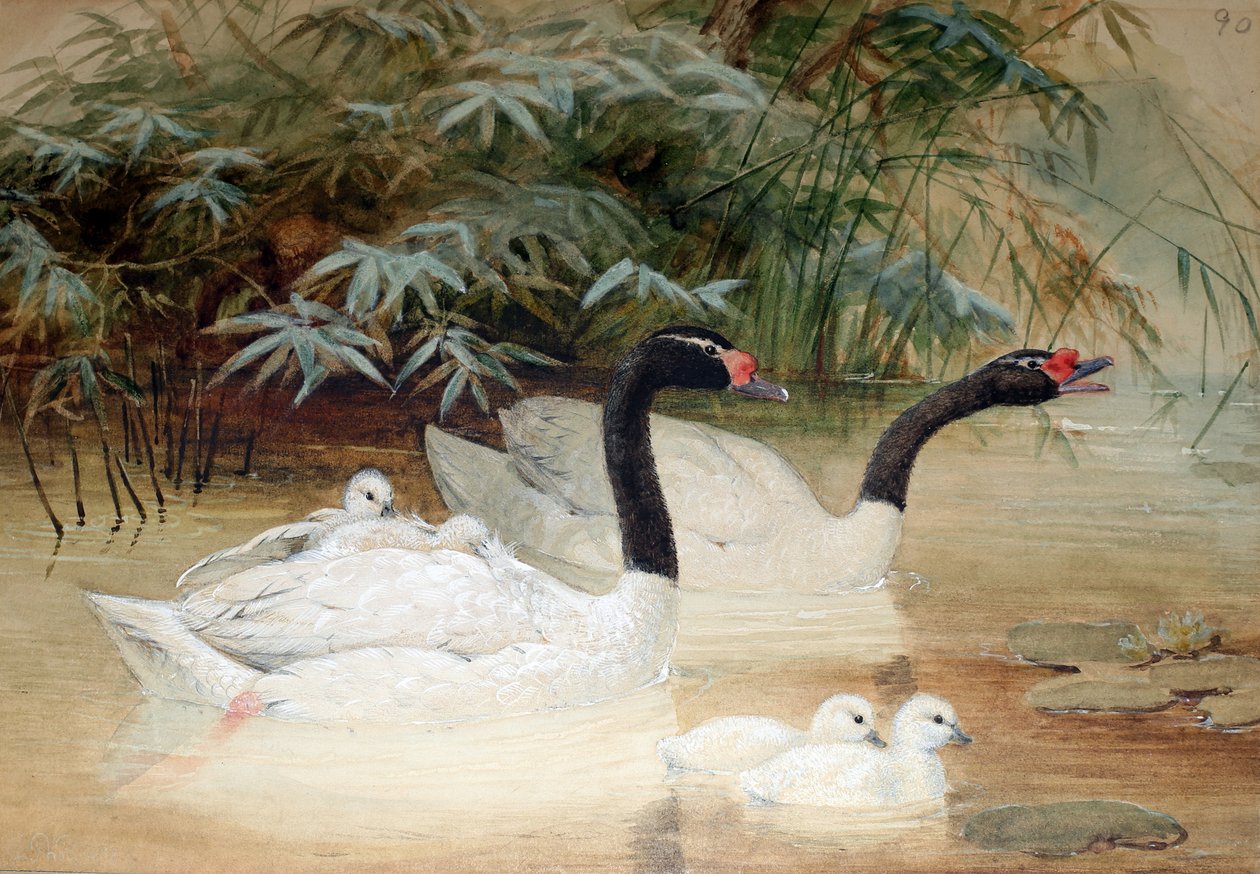 بجعة سوداء العنق (Cygnus nigricollis) ، 1852-54 بواسطة جوزيف وولف
