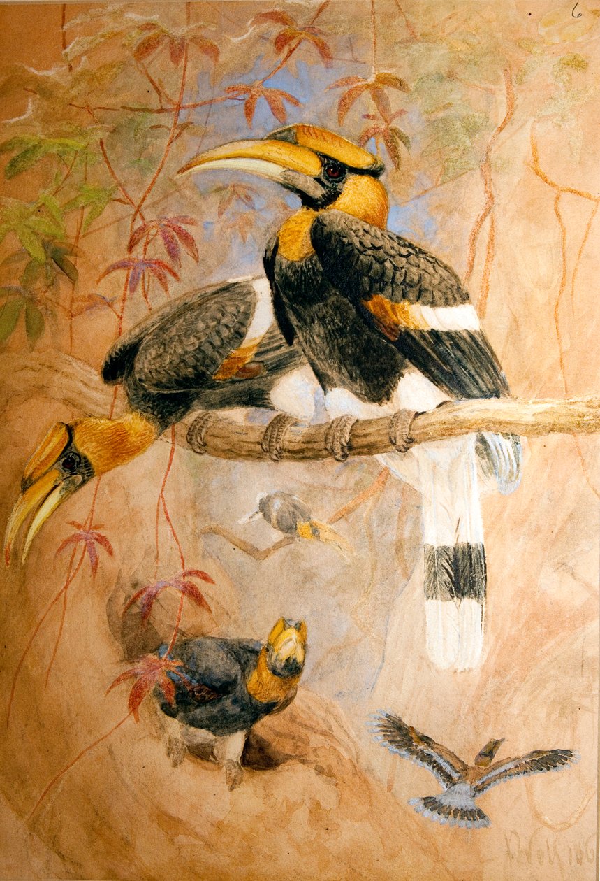قرن طائر مقعر مقعر (Dichoceros bicornis) ، 1856-67 بواسطة جوزيف وولف