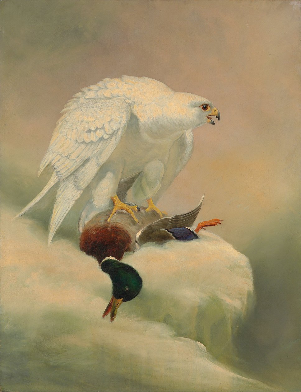Gyrfalcon و مالارد بواسطة جوزيف وولف
