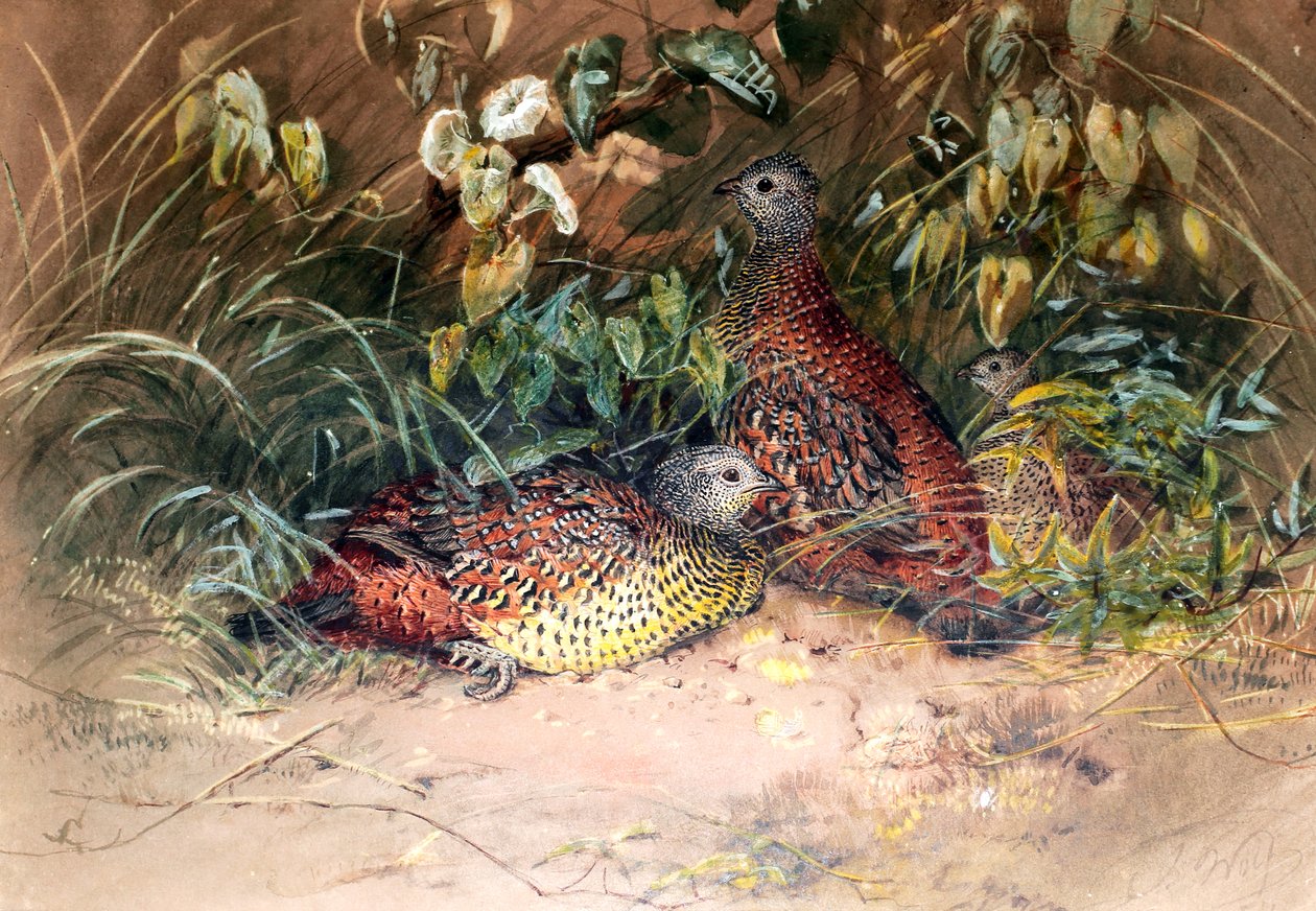 طائر هاردويك سبور (Galloperdix lunulata) ، 1852-54 بواسطة جوزيف وولف