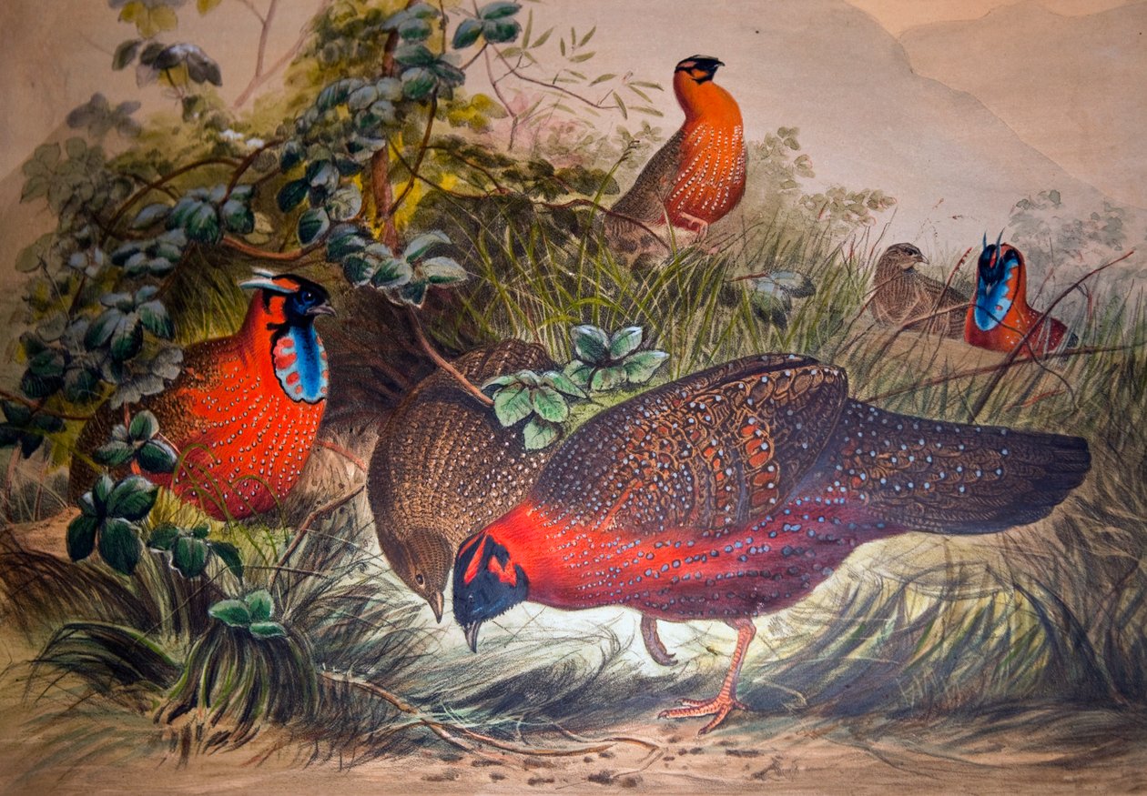 مقرن Tragopan ، 1861 بواسطة جوزيف وولف