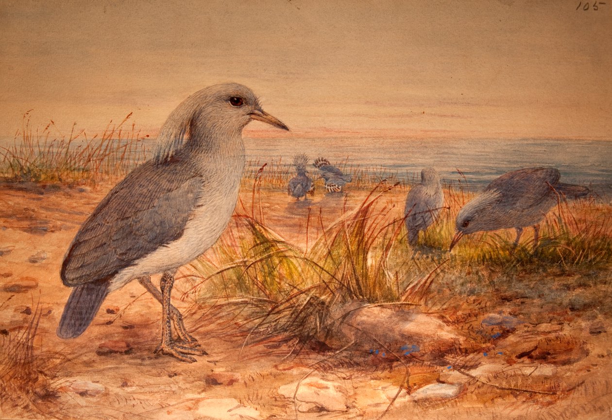 Kagu (Rhinochetus jubatus) ، c.1851-76 (مرحاض وقلم رصاص على ورق) بواسطة جوزيف وولف