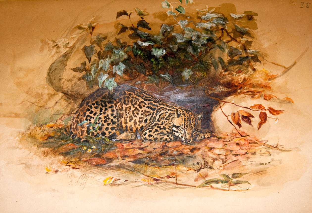Ocelot بواسطة جوزيف وولف