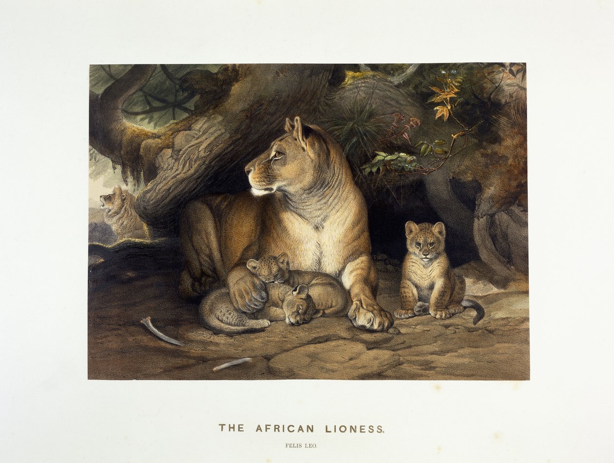 اللبؤة الأفريقية ، 1880-1883 بواسطة جوزيف وولف