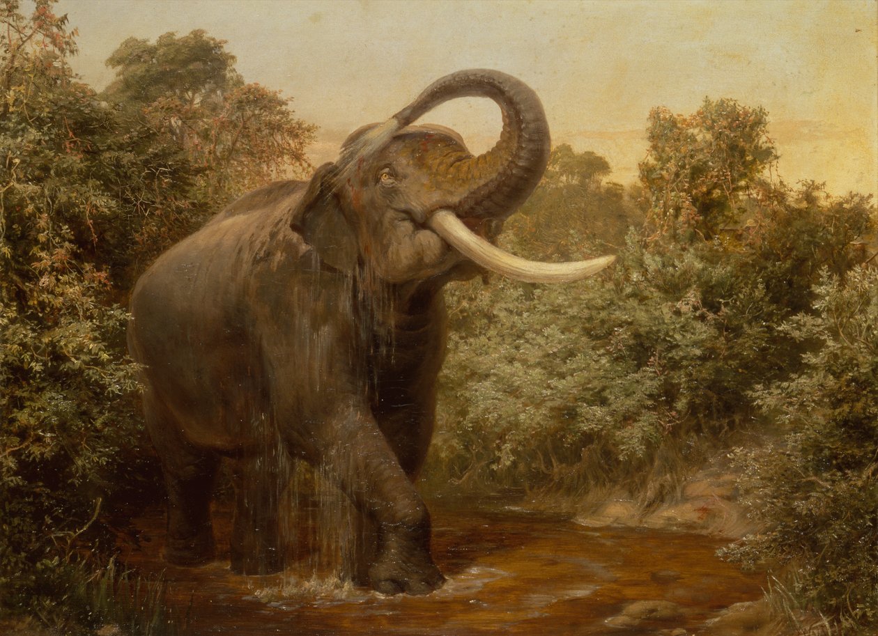 الوحش Tusker (زيت على قماش) بواسطة جوزيف وولف