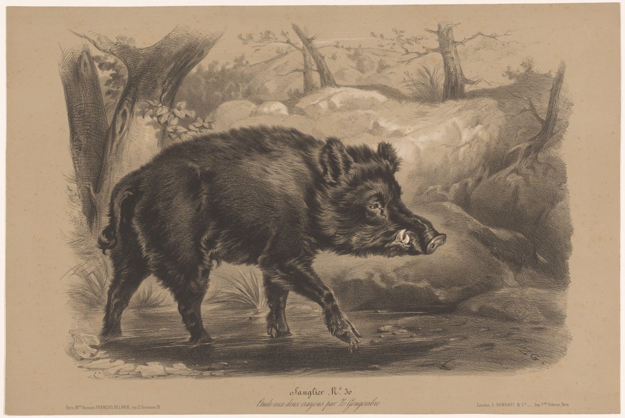 خنزير بري Sanglier (العنوان على الكائن) دراسات على الحيوانات في نوعين من الطباشير (عنوان السلسلة) Étude aux deux crayons par Z. Gengembre (عنوان السلسلة) بواسطة جوزيف زيفريس جينجمبري
