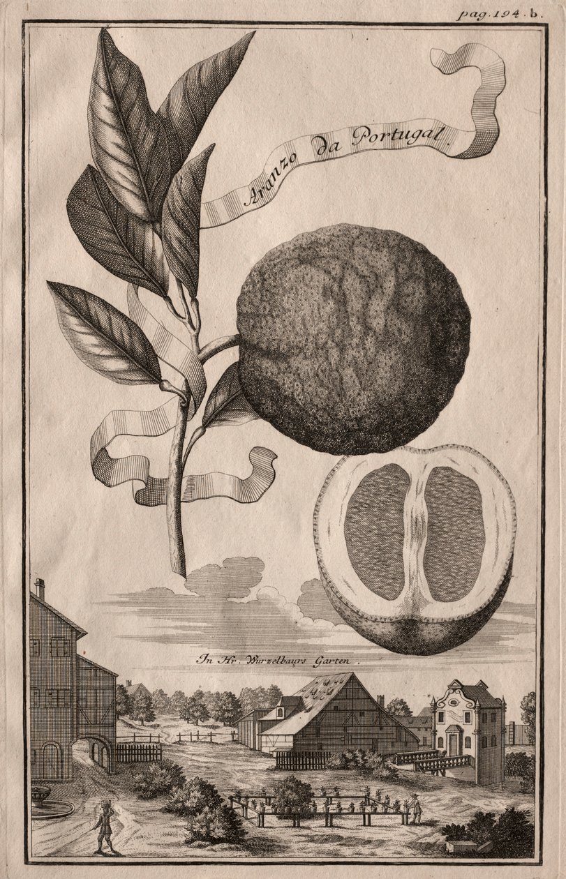 Nurnbergische Hesperides: Aranzo da Portugal، 1714. بواسطة جوزيف دي مونتاليجر
