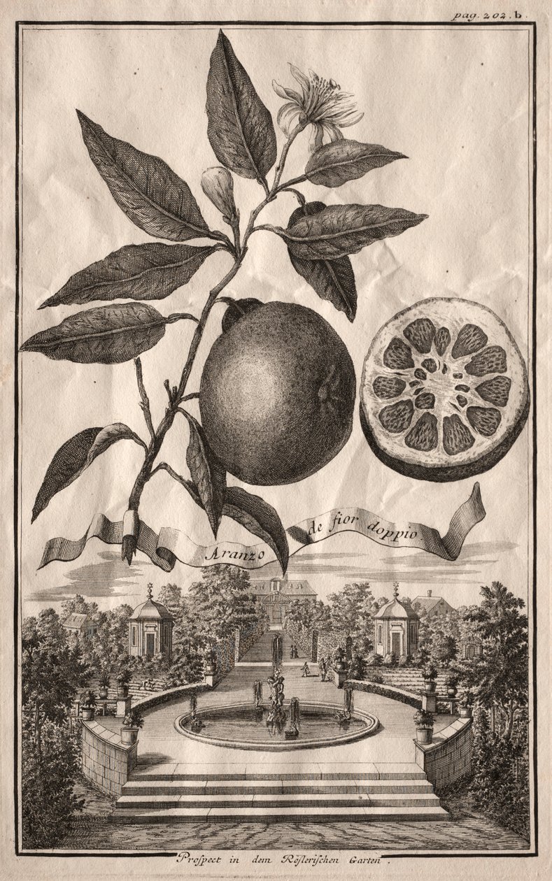 Nurnbergische Hesperides: Aranzo de fior double، 1714. بواسطة جوزيف دي مونتاليجر