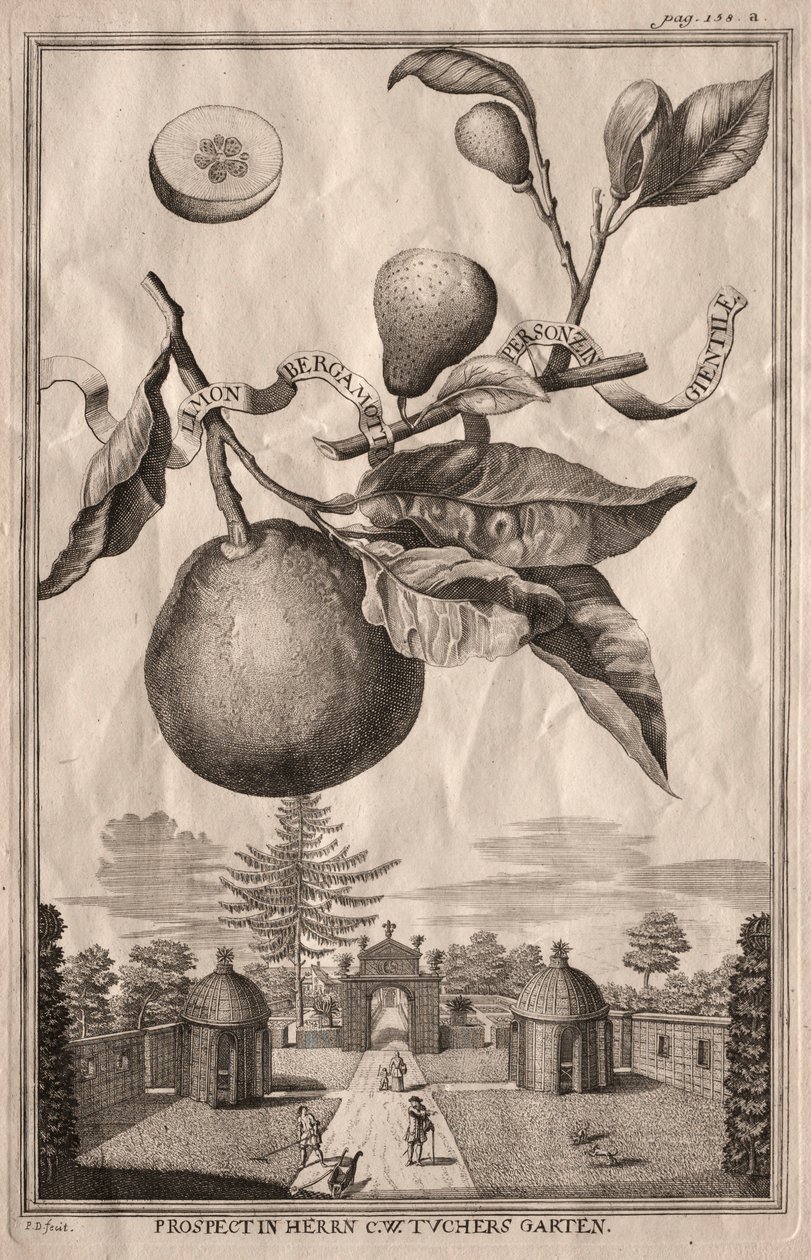 Nurnbergische Hesperides: Limon bergamot personzin gientile ، 1714. بواسطة جوزيف دي مونتاليجر
