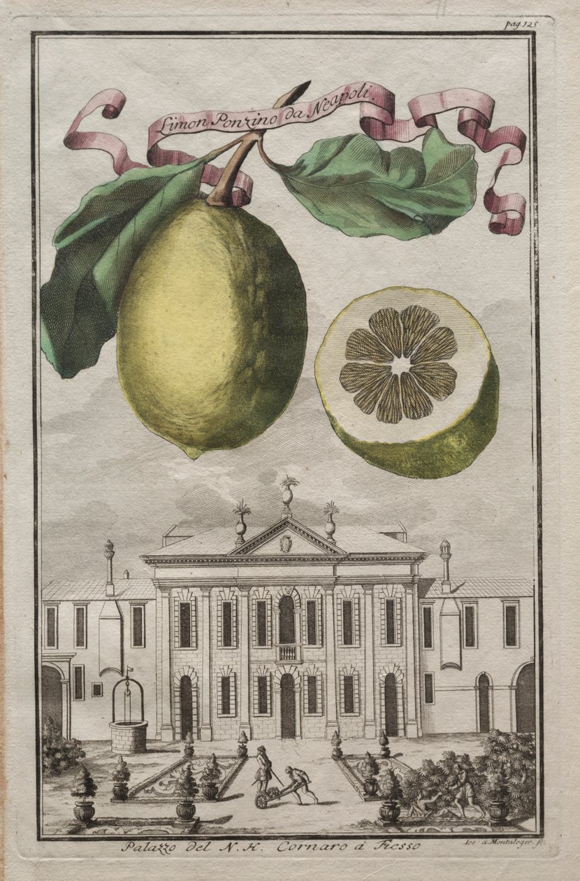 Nurnbergische Hesperides: No125 - Limon Ponzino da Neapoli. قصر NH Cornaro في Fiesso ، c170 بواسطة جوزيف دي مونتاليجر