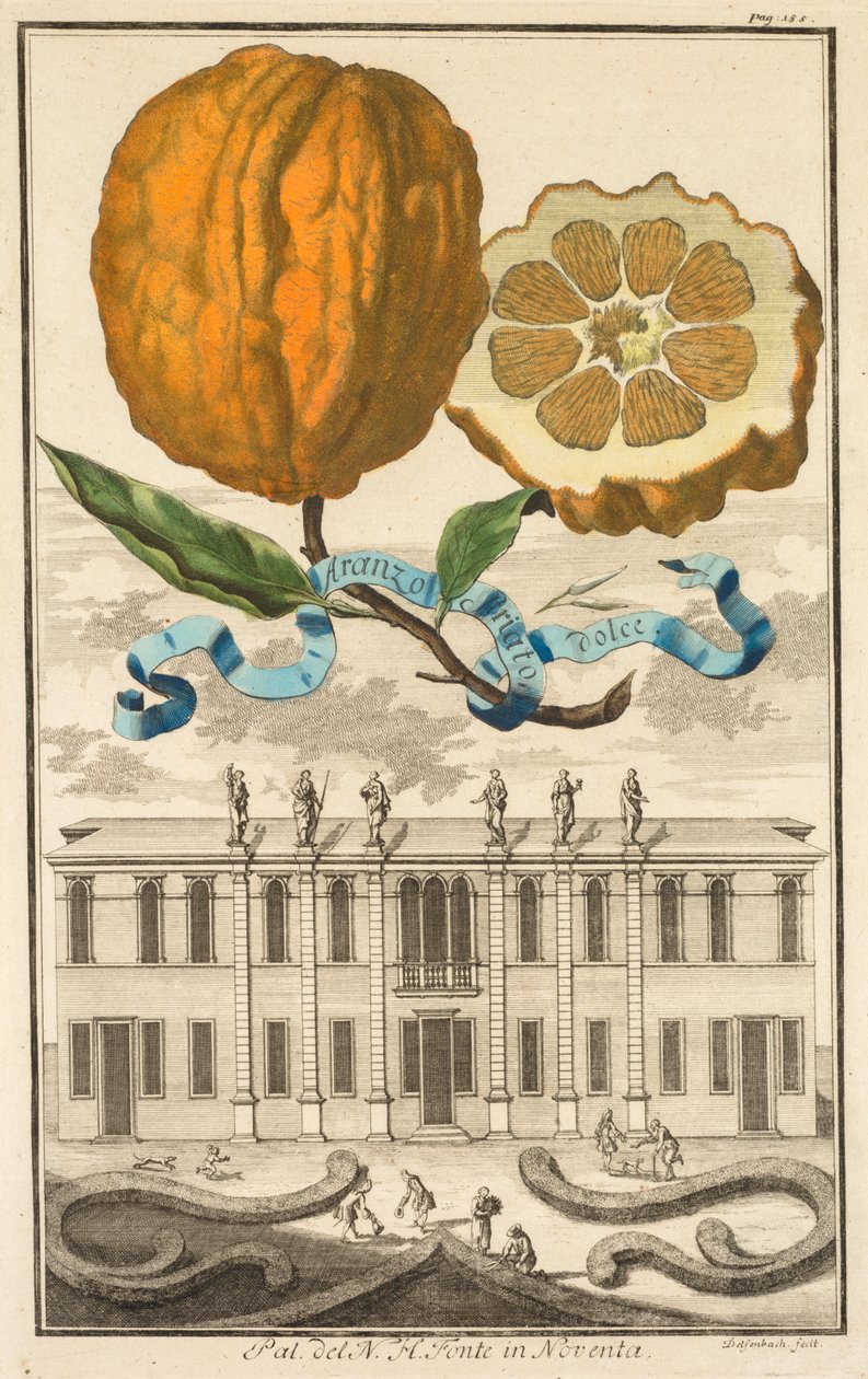 Nurnbergische Hesperides: رقم 185 - برتقالي مخطط حلو. Palazzo del N. H. Fonte في نوفينتا بواسطة جوزيف دي مونتاليجر