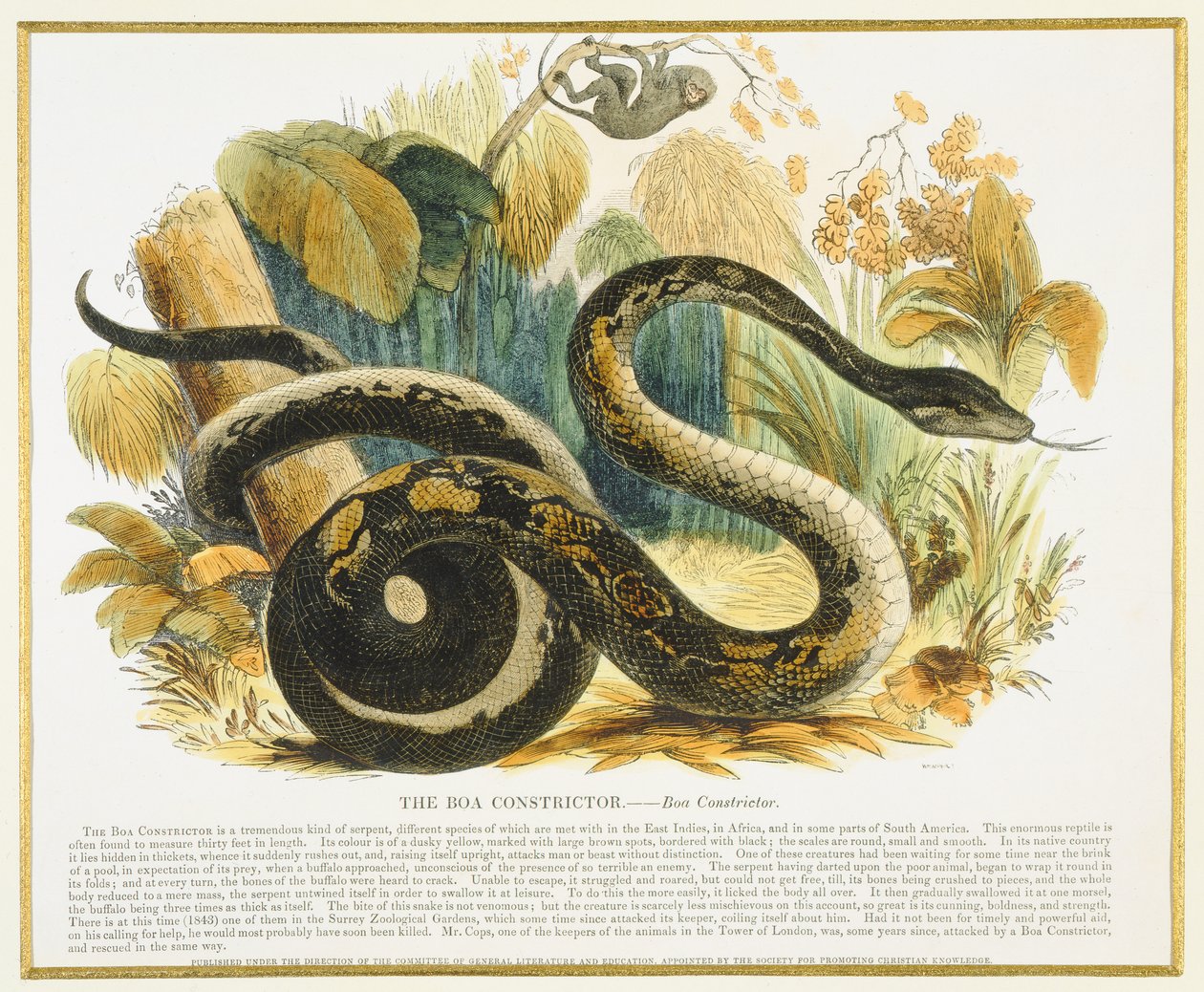 The Boa Constrictor ، حانة توضيحية تعليمية. من قبل جمعية تعزيز المعرفة المسيحية ، 1843 (aquatint) بواسطة جوشيا وود ويمبر