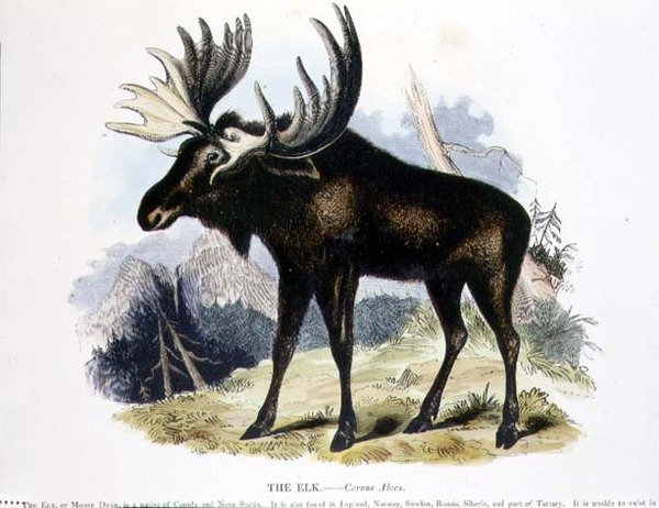 حانة التوضيح التعليمية Elk (Cervus alces). من قبل جمعية تعزيز المعرفة المسيحية بواسطة جوشيا وود ويمبر