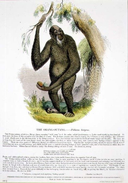 حانة الرسوم التوضيحية التعليمية Orang-Outang (Pithecus satyrus). من قبل جمعية تعزيز المعرفة المسيحية بواسطة جوشيا وود ويمبر