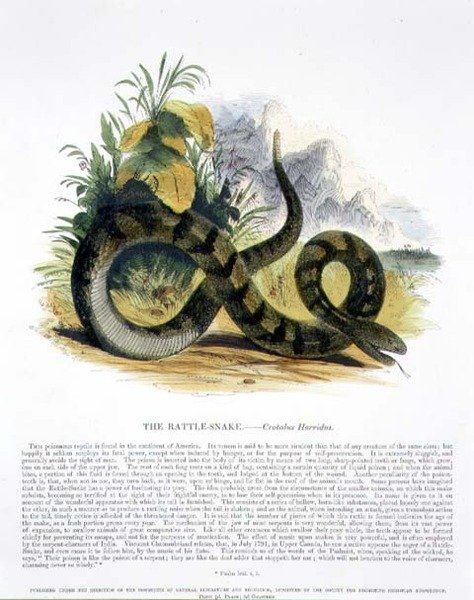 حانة الرسوم التوضيحية التعليمية Rattle-Snake (Crotalus horridus). من قبل جمعية تعزيز المعرفة المسيحية بواسطة جوشيا وود ويمبر