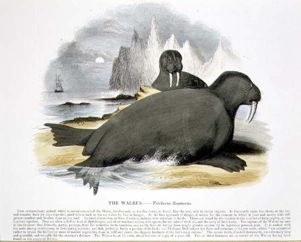 حانة الرسم التوضيحي التعليمية لحيوانات الفظ (Trichecus rosmarus). من قبل جمعية تعزيز المعرفة المسيحية بواسطة جوشيا وود ويمبر