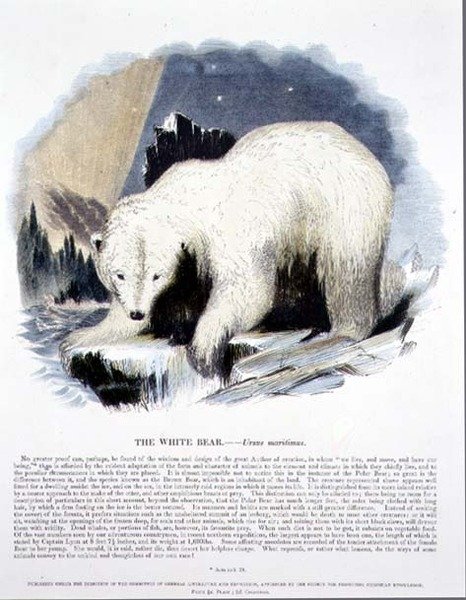 حانة الرسم التوضيحي التعليمية للدب الأبيض (Ursus maritimus). من قبل جمعية تعزيز المعرفة المسيحية بواسطة جوشيا وود ويمبر