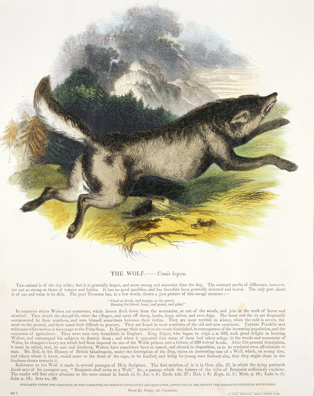 الذئب (Canis lupus) حانة توضيحية تعليمية. من قبل جمعية تعزيز المعرفة المسيحية ، 1843 (aquatint) بواسطة جوشيا وود ويمبر