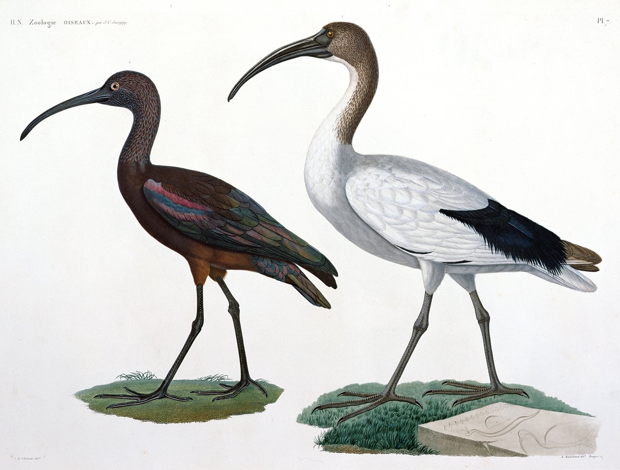 إيبيسيس ، من "وصف de l&39;Eypte" ، 1817 بواسطة جول سيزار سافيني