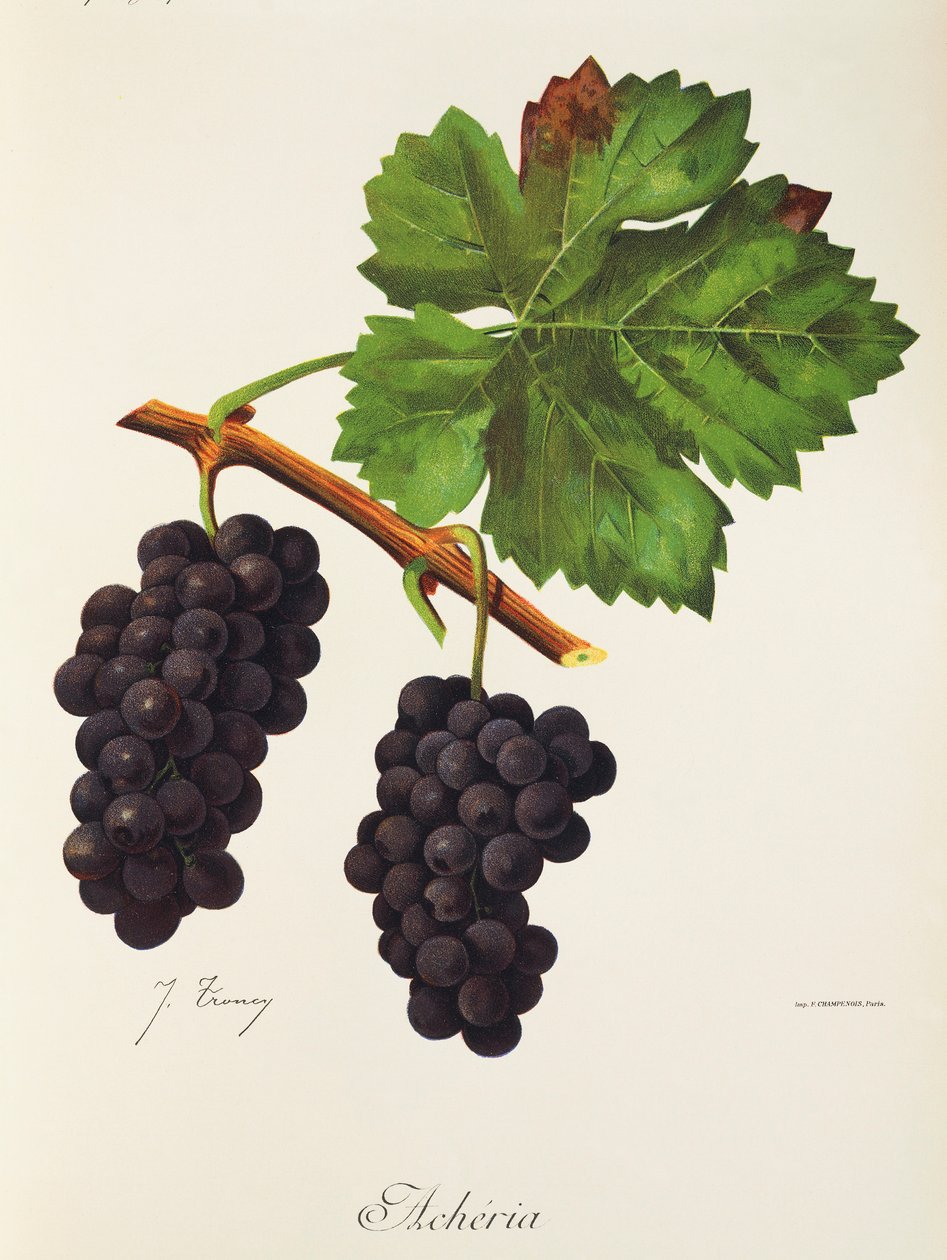 Acheria Grape بواسطة J. Troncy بواسطة جول ترونسي