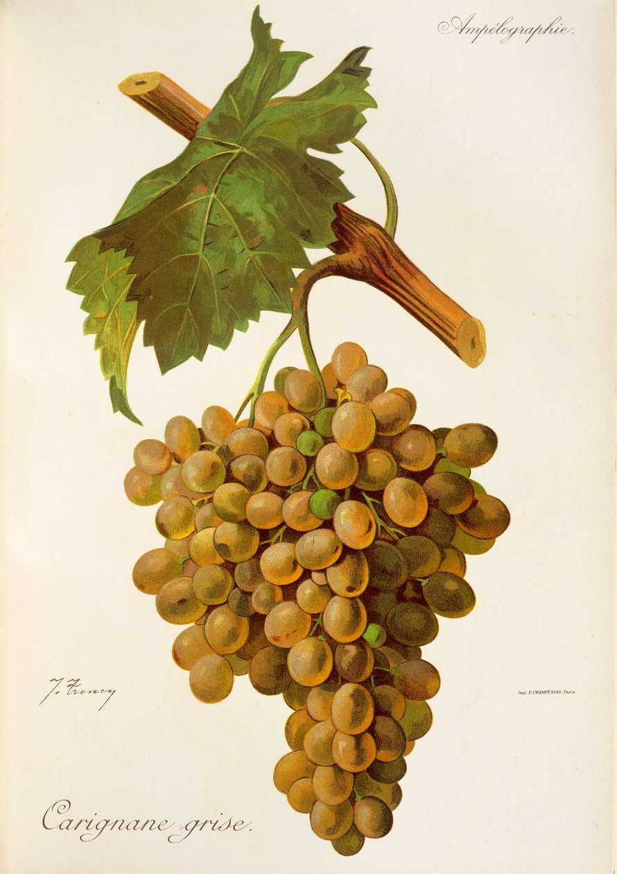 عنب Carignane Grise بواسطة J. Troncy بواسطة جول ترونسي