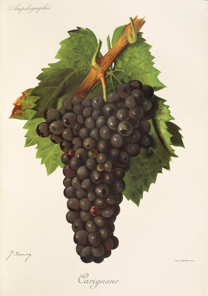 عنب Carignane بواسطة J. Troncy بواسطة جول ترونسي