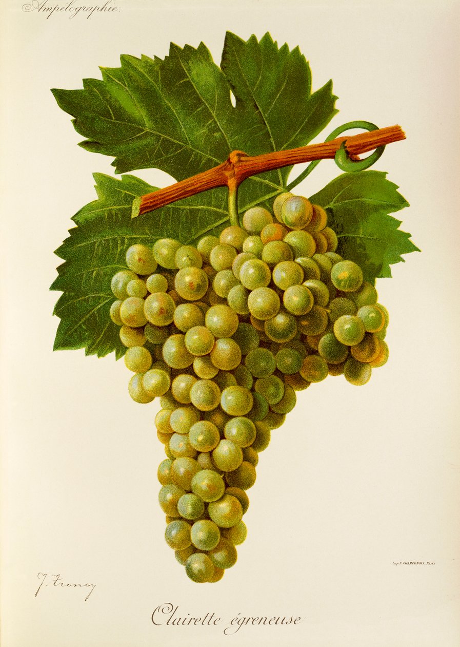 Clairette Egreneuse عنب من تأليف J. Troncy بواسطة جول ترونسي