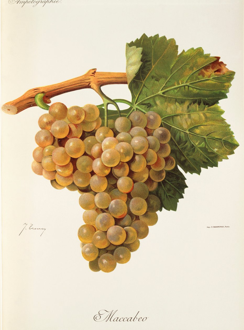 Maccabeo Grape بواسطة J. Troncy بواسطة جول ترونسي