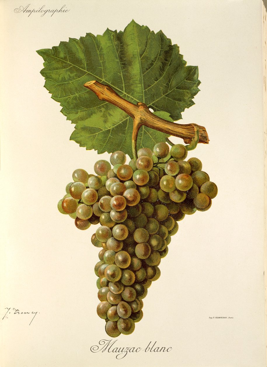 عنب Mauzac Blanc بواسطة J. Troncy بواسطة جول ترونسي